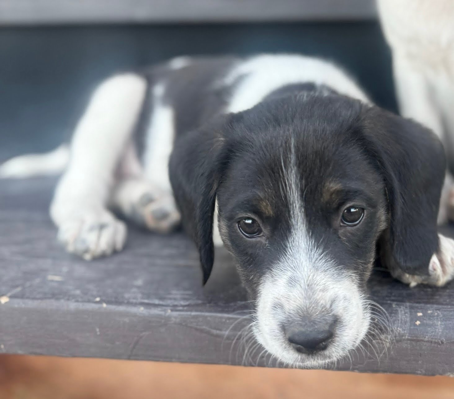 Orion, Border Collie