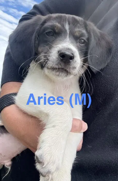 Aries - Border Collie