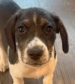 Aries, a dog for adoption from Mountain Pet Rescue