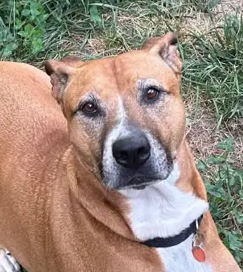 Tippy - Boxer