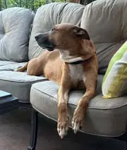 Tippy image 3