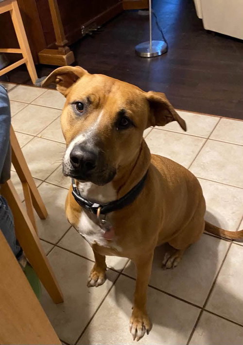 Tippy, a dog for adoption from Mountain Pet Rescue