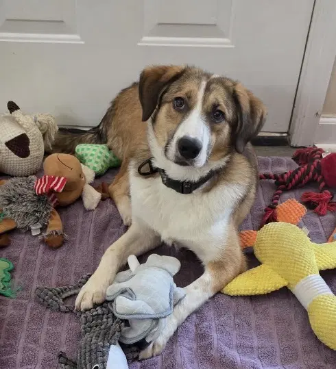 Felix - Australian Shepherd