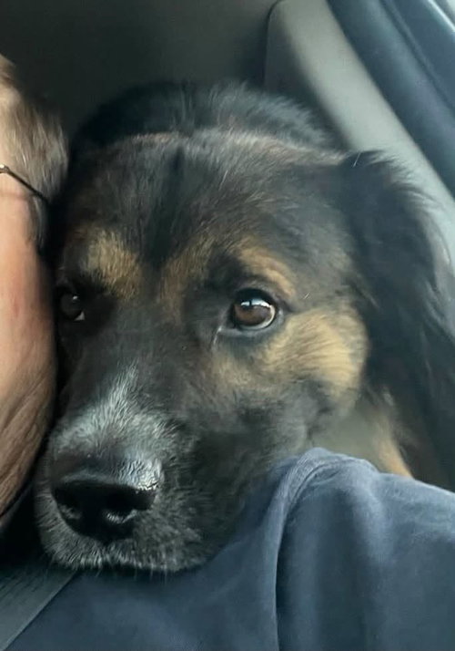 Ronnie, a dog for adoption from Mountain Pet Rescue