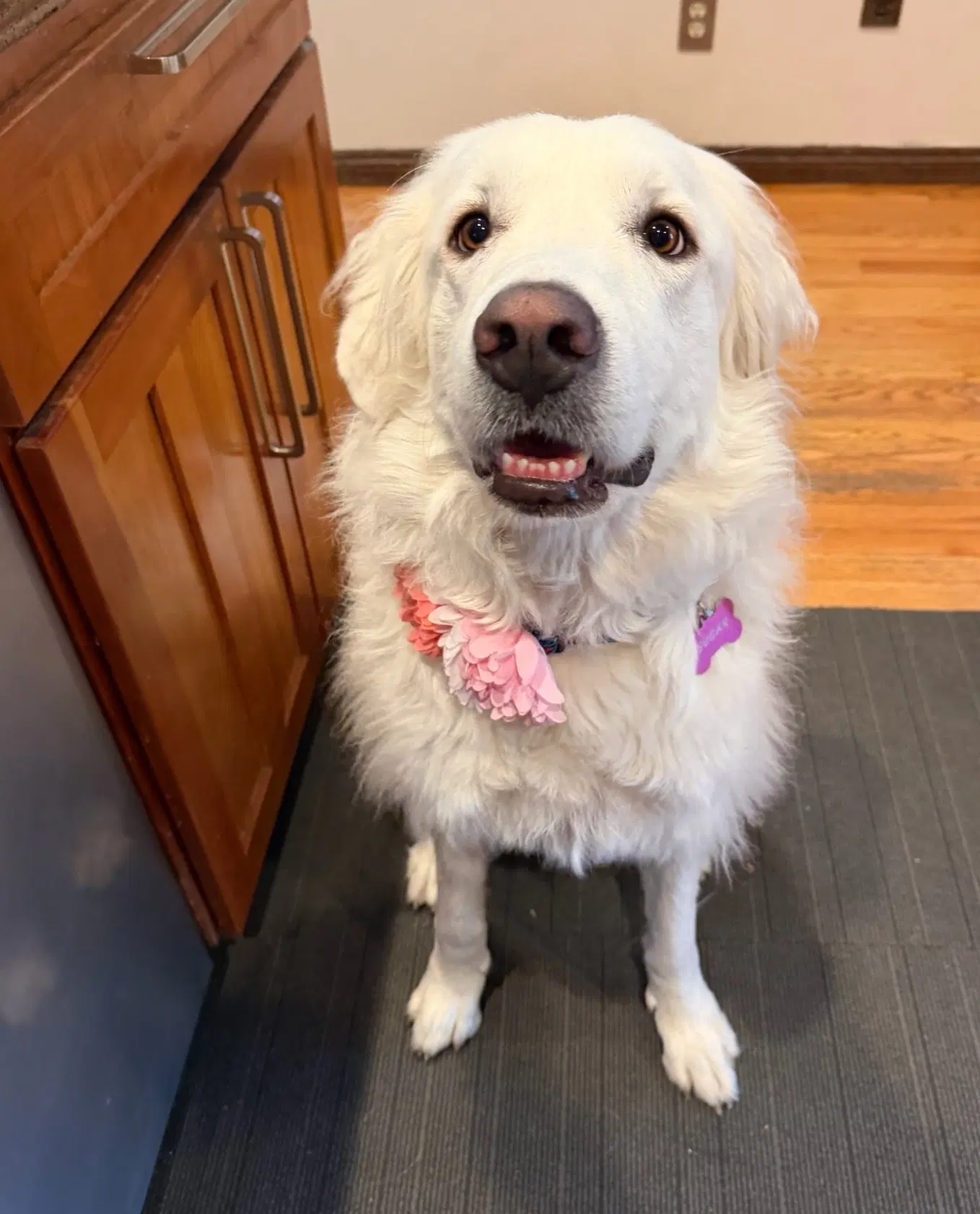 Sugar - Great Pyrenees