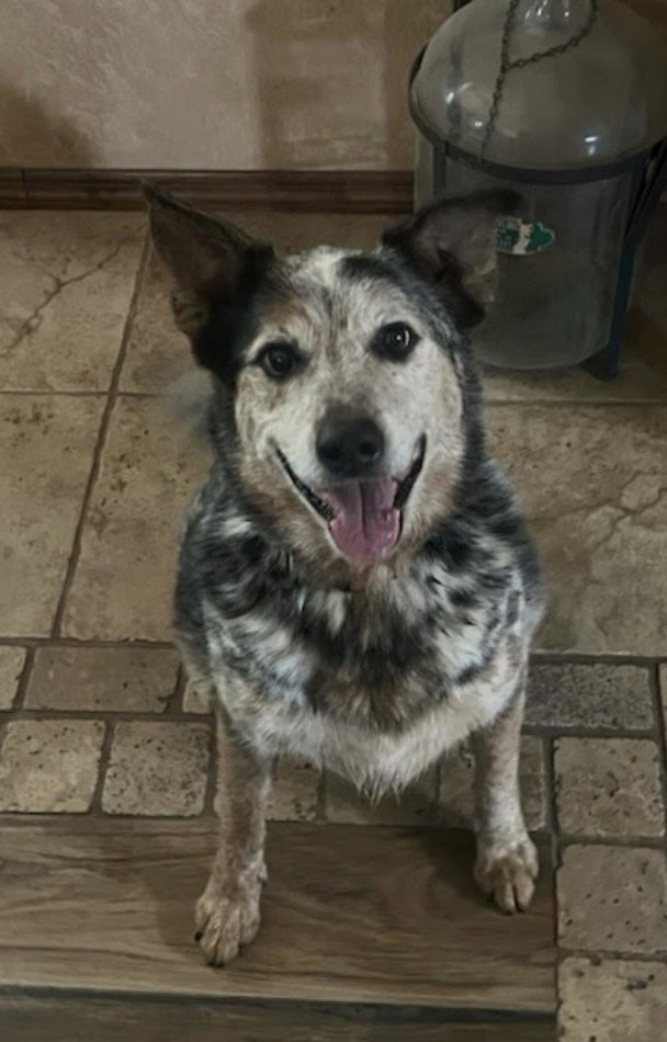 Buddy