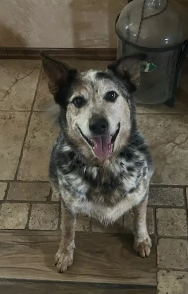 Buddy - Australian Cattle Dog/Blue Heeler