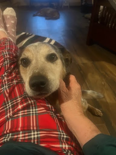 Buddy, photo 2