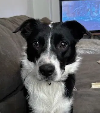 Bean - Border Collie