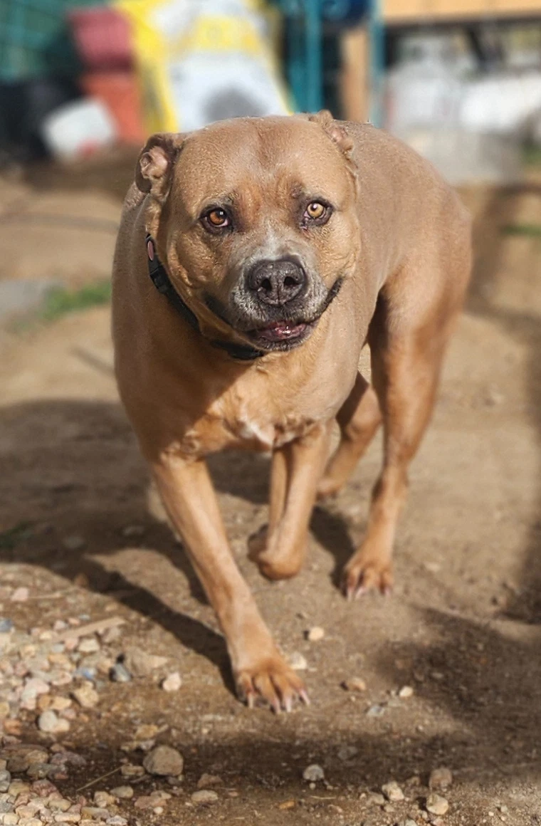Doja