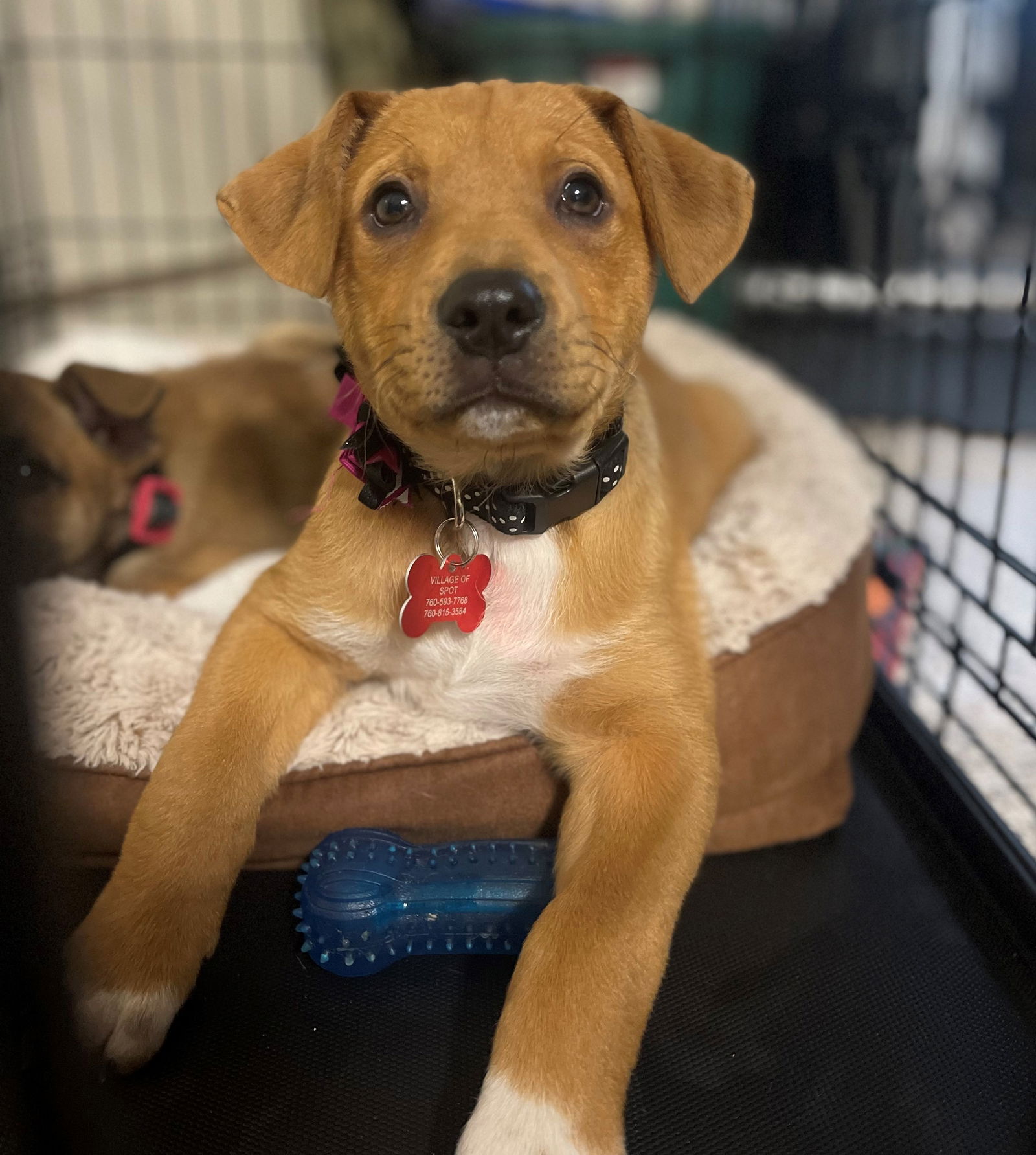 Dog for Adoption - DERRY, a Labrador Retriever in Temecula, CA | Alpha Paw