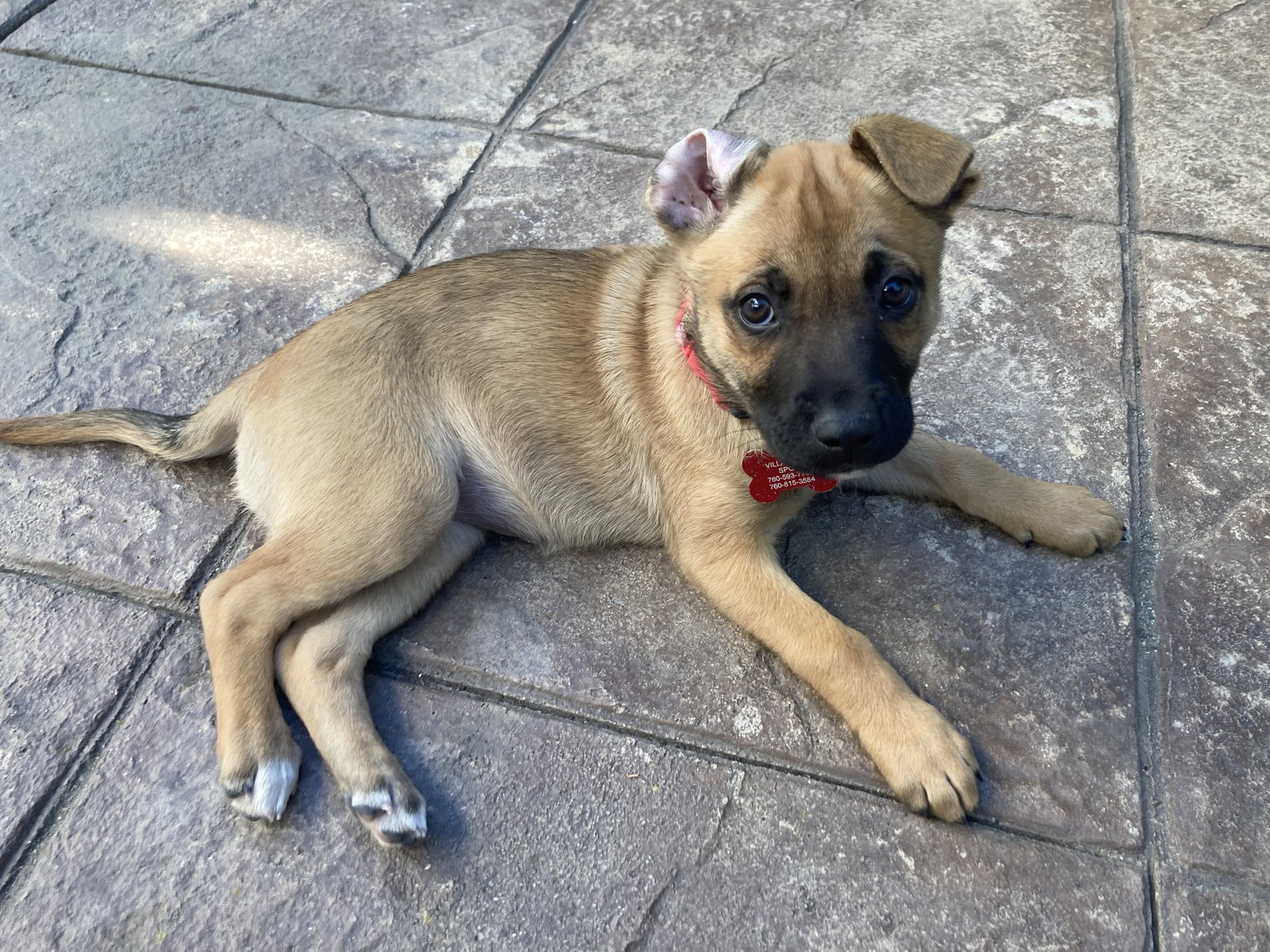 Dog for Adoption DALLAS, a Labrador Retriever in Mission Viejo, CA Alpha Paw
