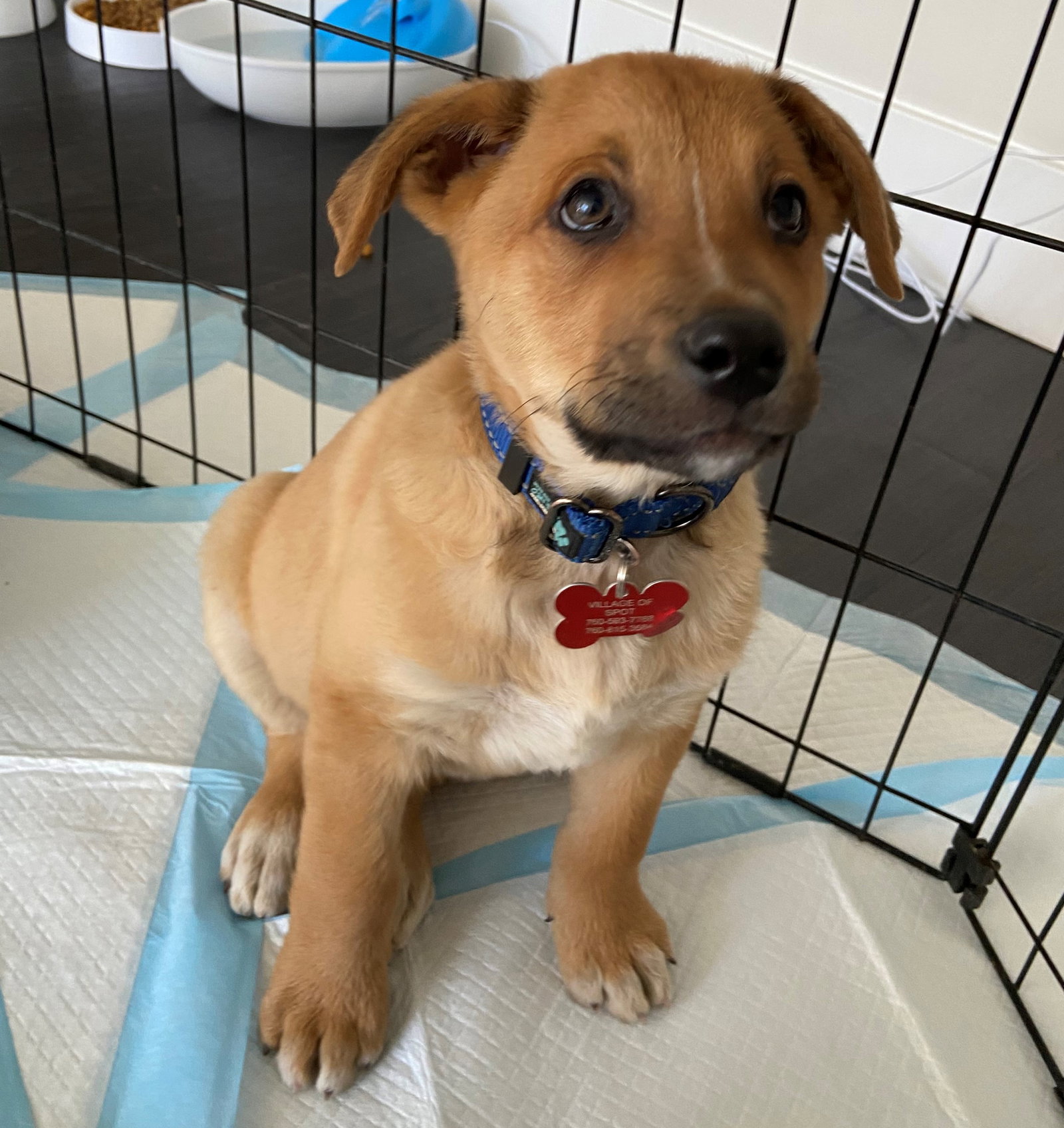 Dog for Adoption DAYTON, a Labrador Retriever in Temecula, CA Alpha Paw