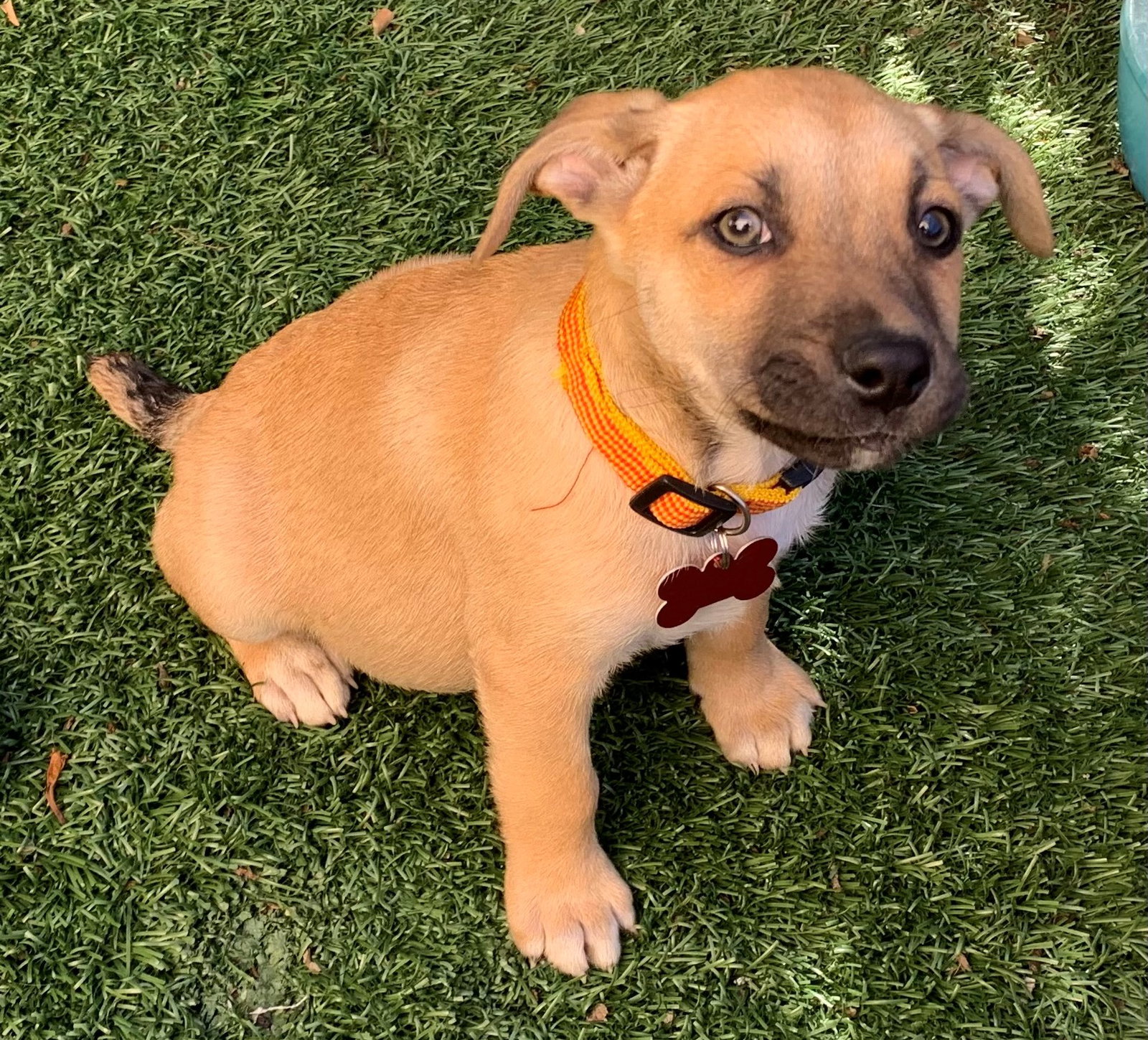 Dog for Adoption DERBY, a Labrador Retriever in Encinitas, CA Alpha Paw