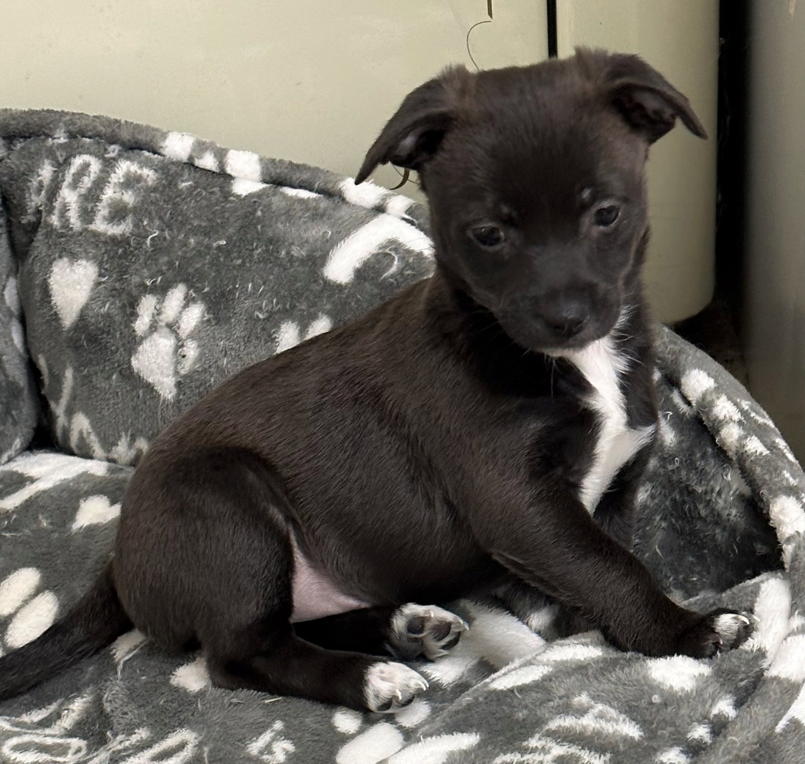 Dog for Adoption RAISIN, a Chihuahua in Temecula, CA Alpha Paw