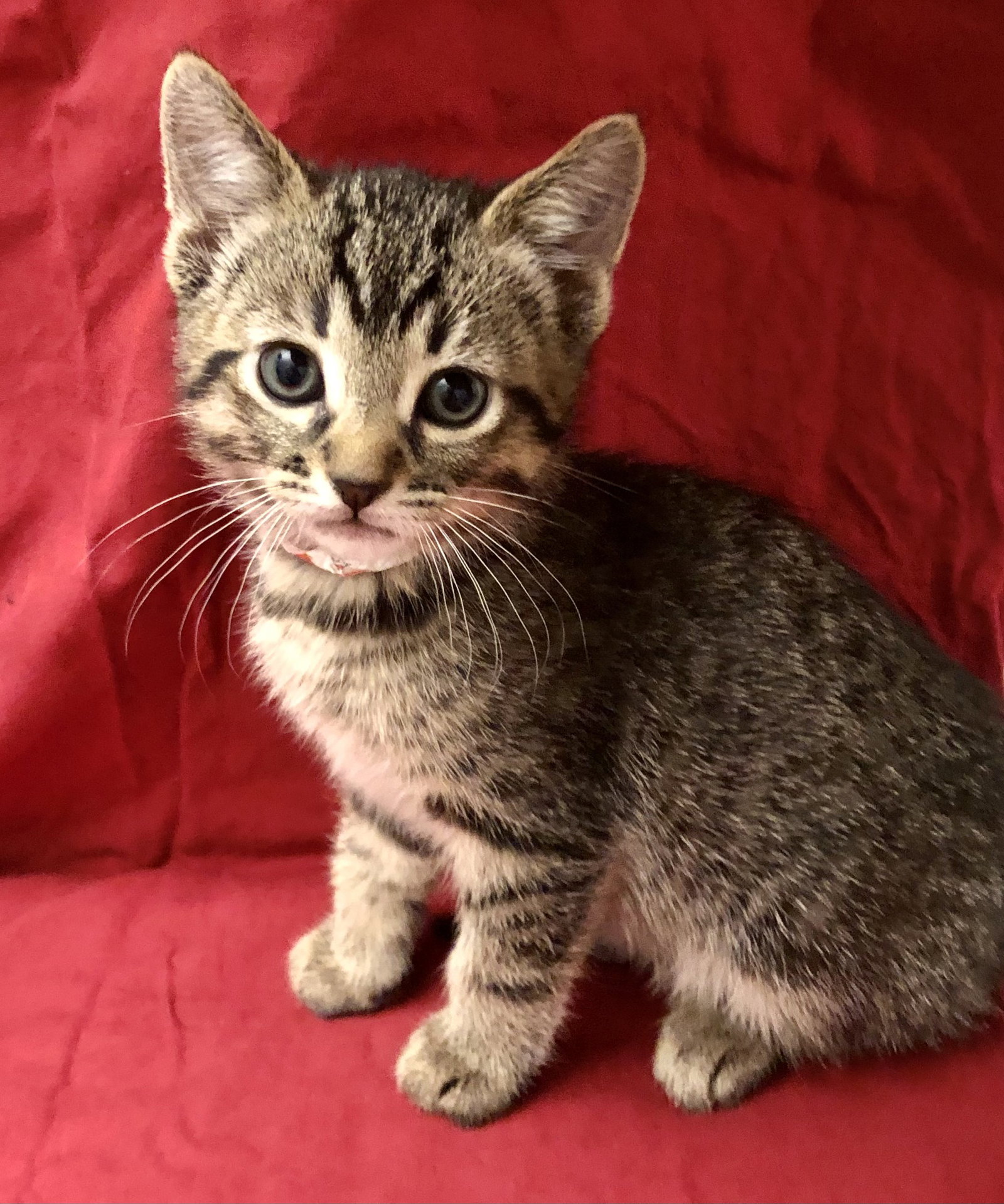 cats-for-adoption-in-harbison-canyon-california-alpha-paw