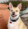 adoptable Dog in oceanside, CA named HOLIDAY