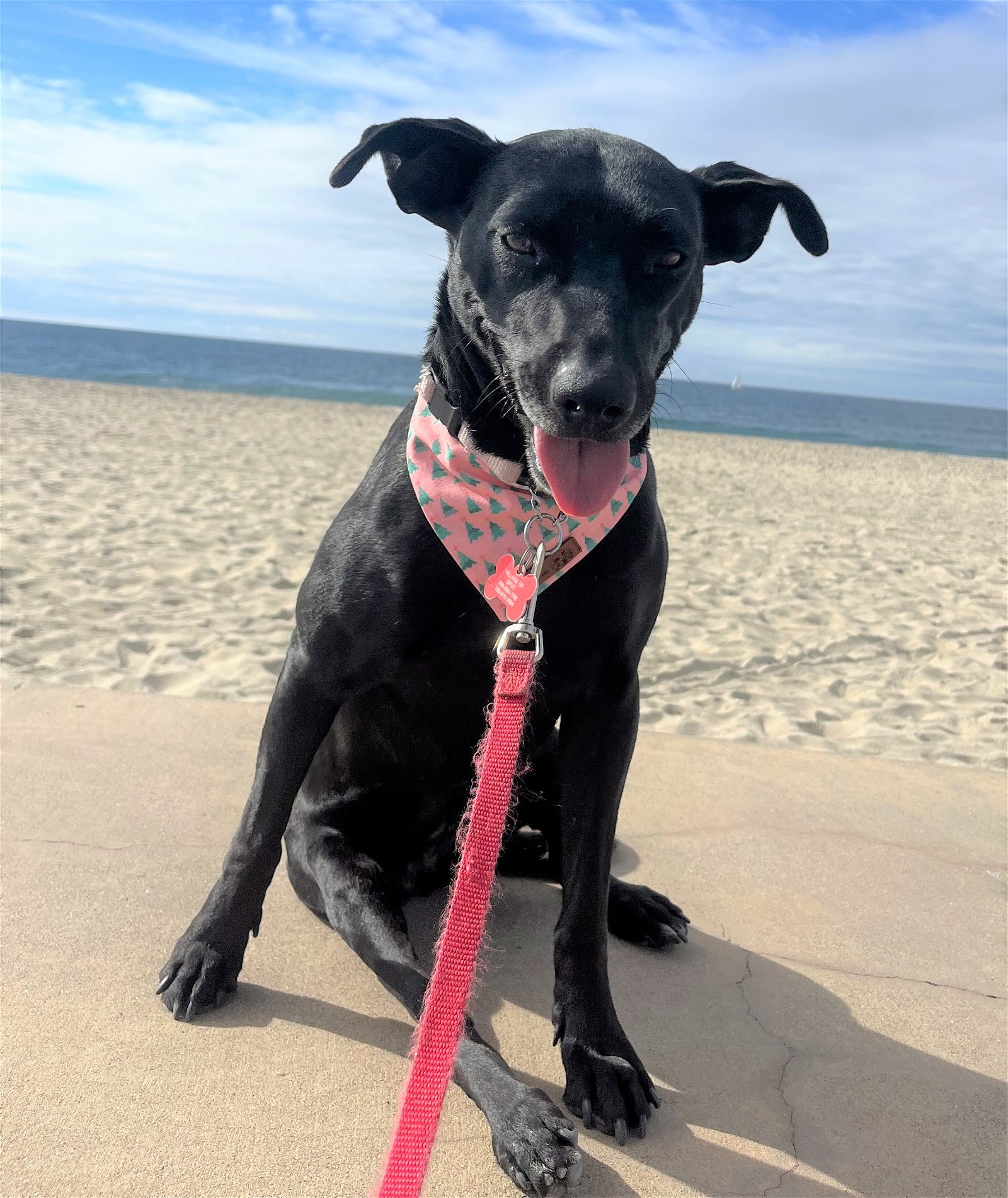 adoptable Dog in Oceanside, CA named JENNIE