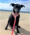 adoptable Dog in oceanside, CA named JENNIE