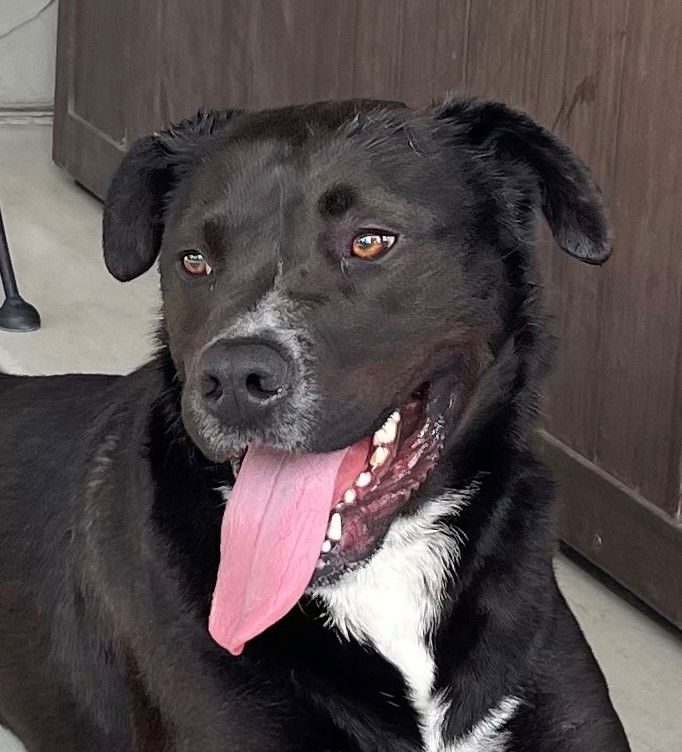adoptable Dog in Oceanside, CA named FREDDIE