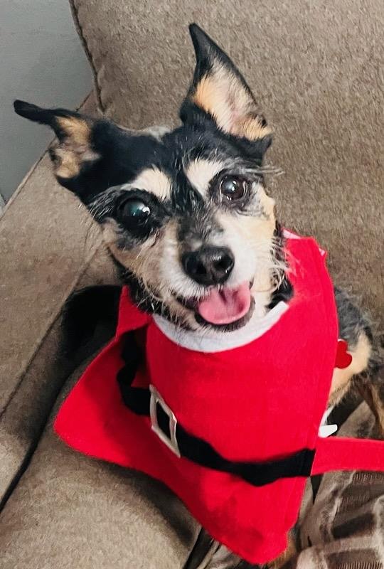 adoptable Dog in Oceanside, CA named MARJI