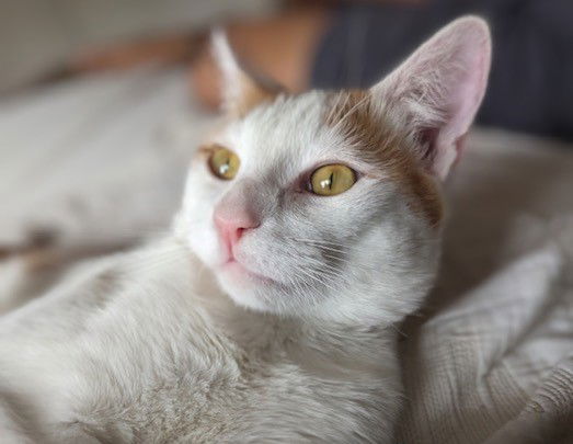 adoptable Cat in Oceanside, CA named Pumpkin