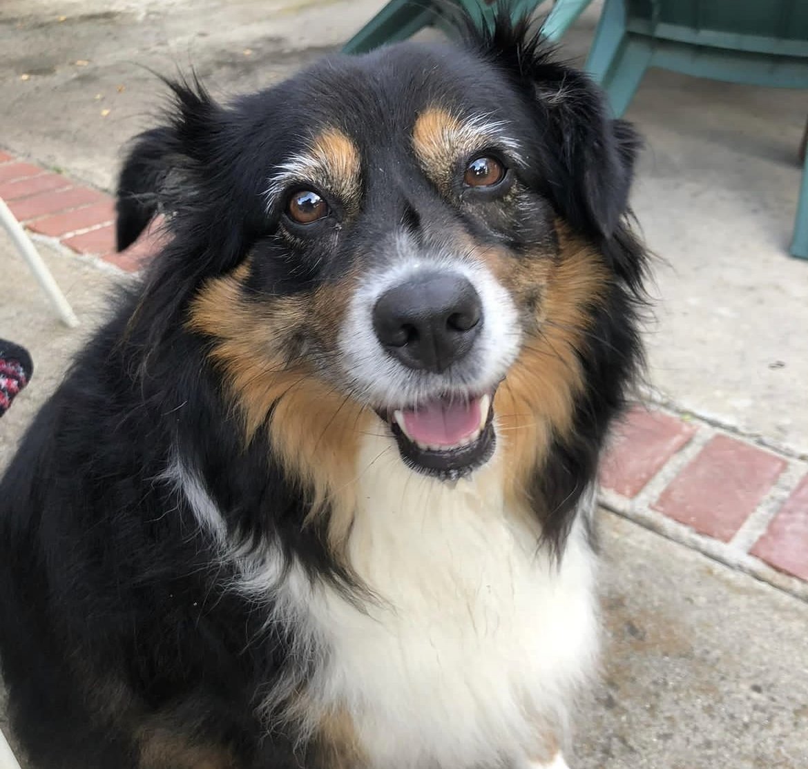 adoptable Dog in Oceanside, CA named Sadie