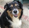 adoptable Dog in oceanside, CA named Sadie