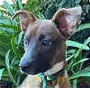 adoptable Dog in oceanside, CA named SASSY