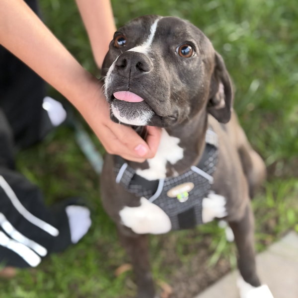 Max