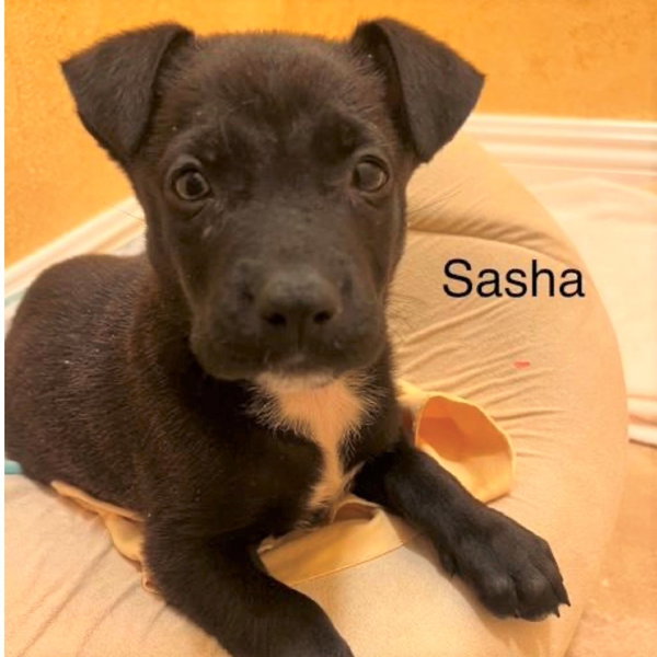 Sasha