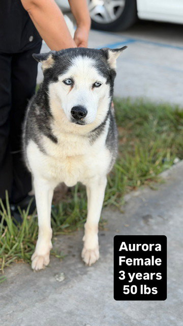 Aurora