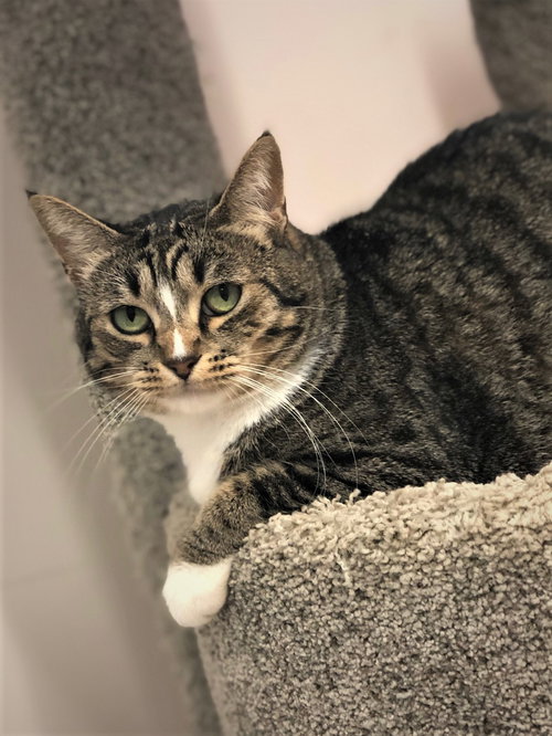 TWINKLE - Domestic Short Hair available for adoption