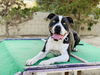 adoptable Dog in Seal Beach, CA named Monte