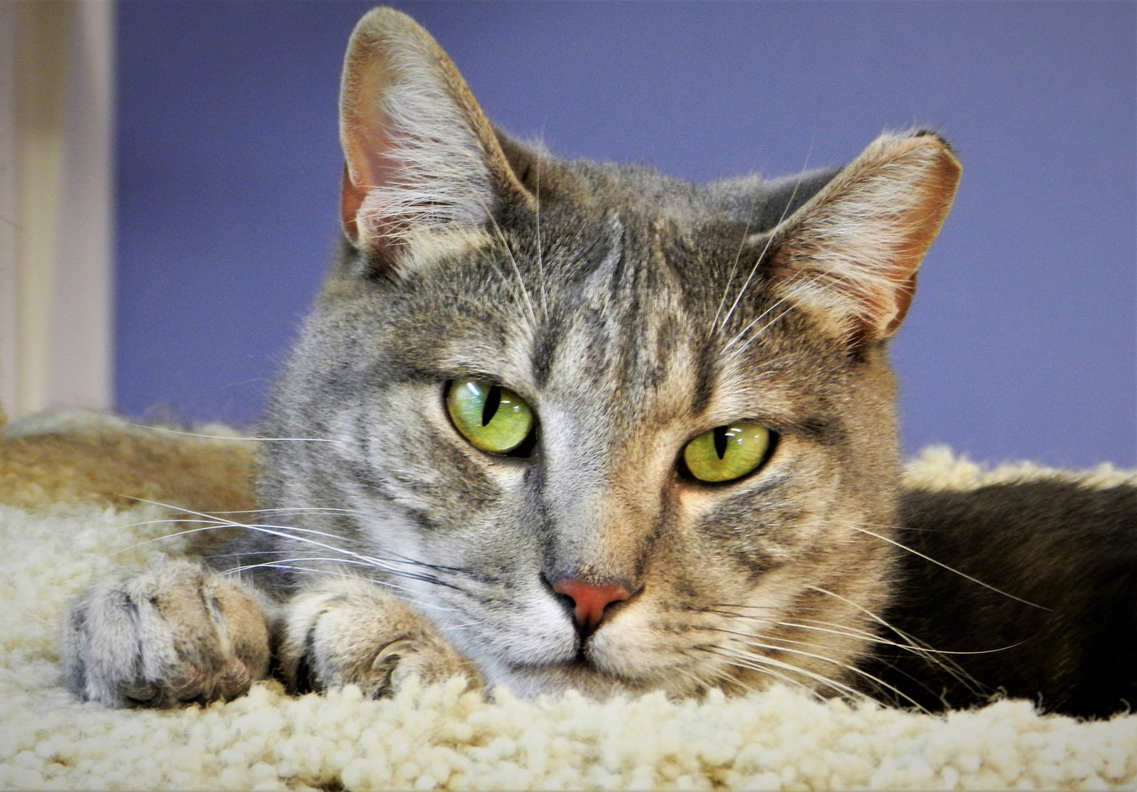 adoptable Cat in Seal Beach, CA named Osaka