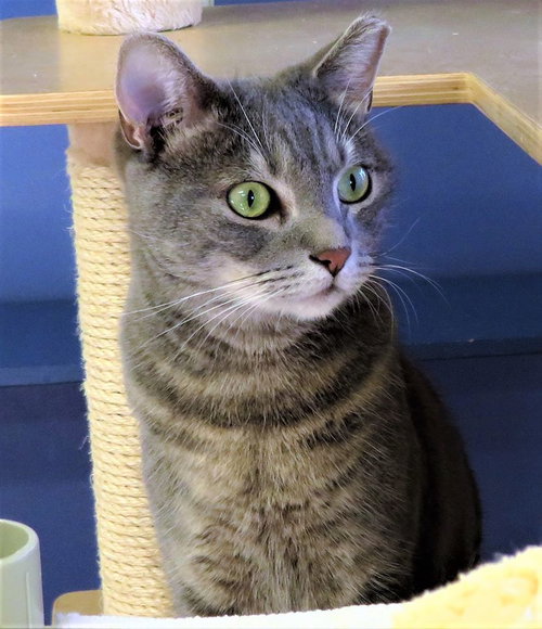 OSHKOSH - Domestic Short Hair / Tabby available for adoption