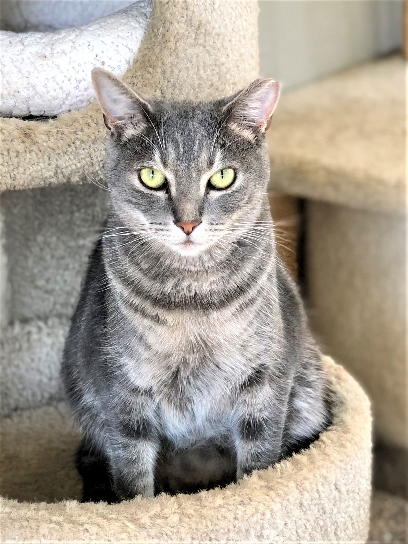 adoptable Cat in Seal Beach, CA named Oshkosh