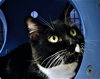 Bart (aka Bartleby) - Photo 2