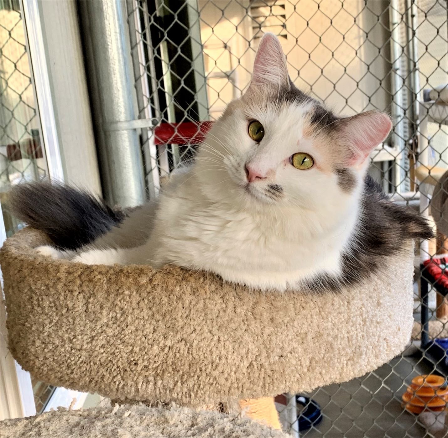 adoptable Cat in Seal Beach, CA named Angelique