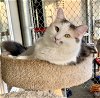 adoptable Cat in seal beach, CA named Angelique