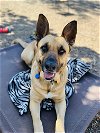 adoptable Dog in seal beach, CA named Elvis