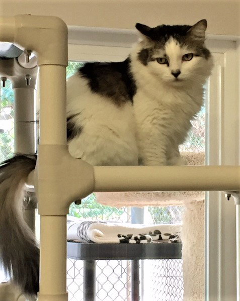 ANNIE - Domestic Long Hair available for adoption