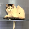 Annie - Photo 4