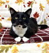 adoptable Cat in seal beach, CA named Confetti