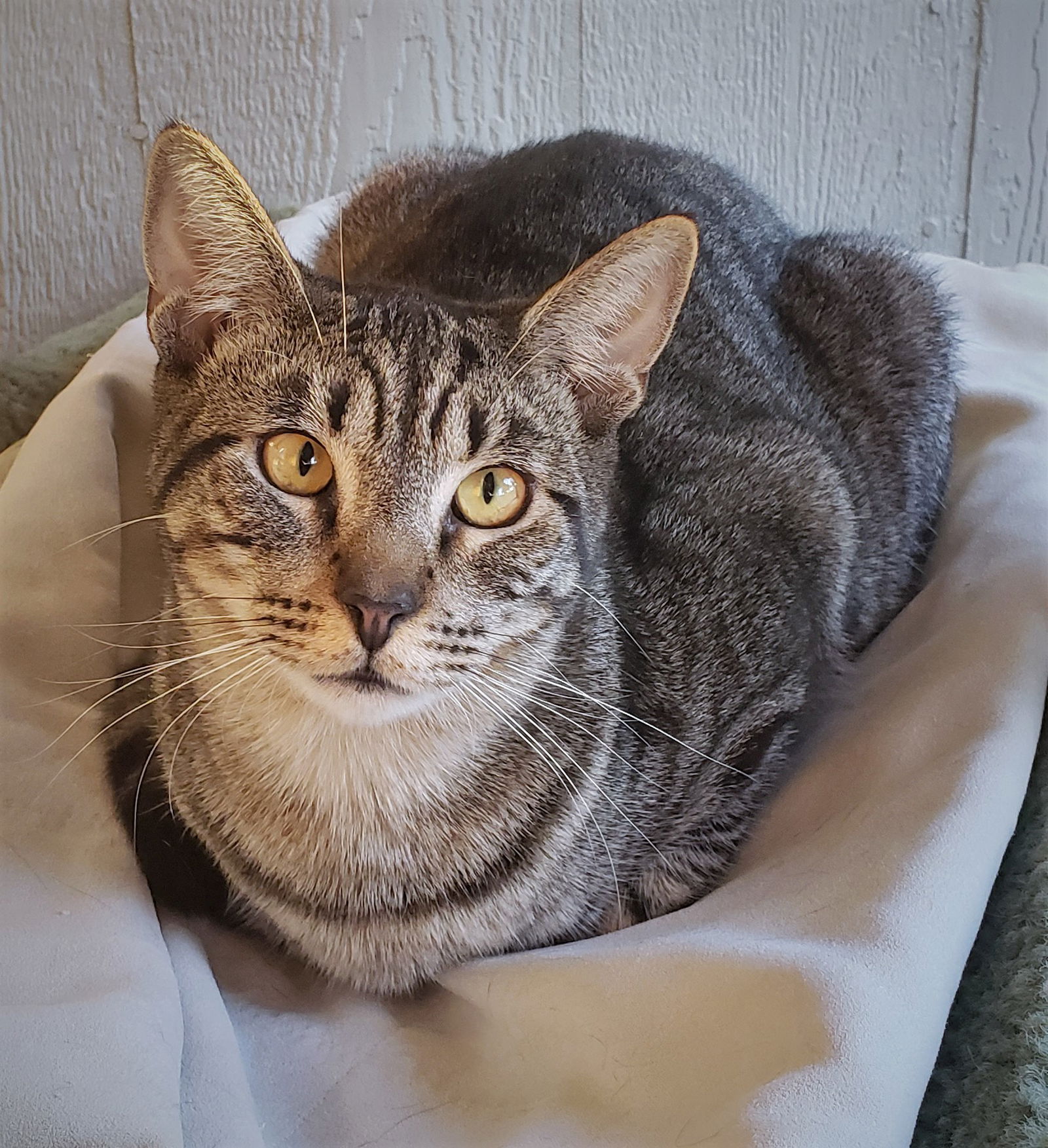 adoptable Cat in Seal Beach, CA named Bullseye