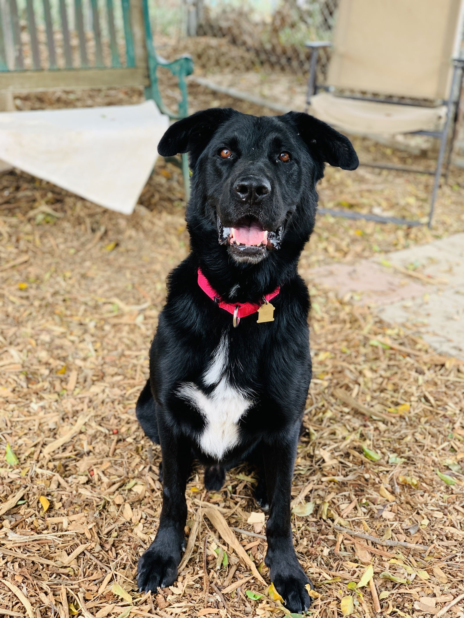 adoptable Dog in Seal Beach, CA named Maverick