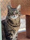 adoptable Cat in seal beach, CA named Charlotte