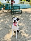 adoptable Dog in  named Hardy