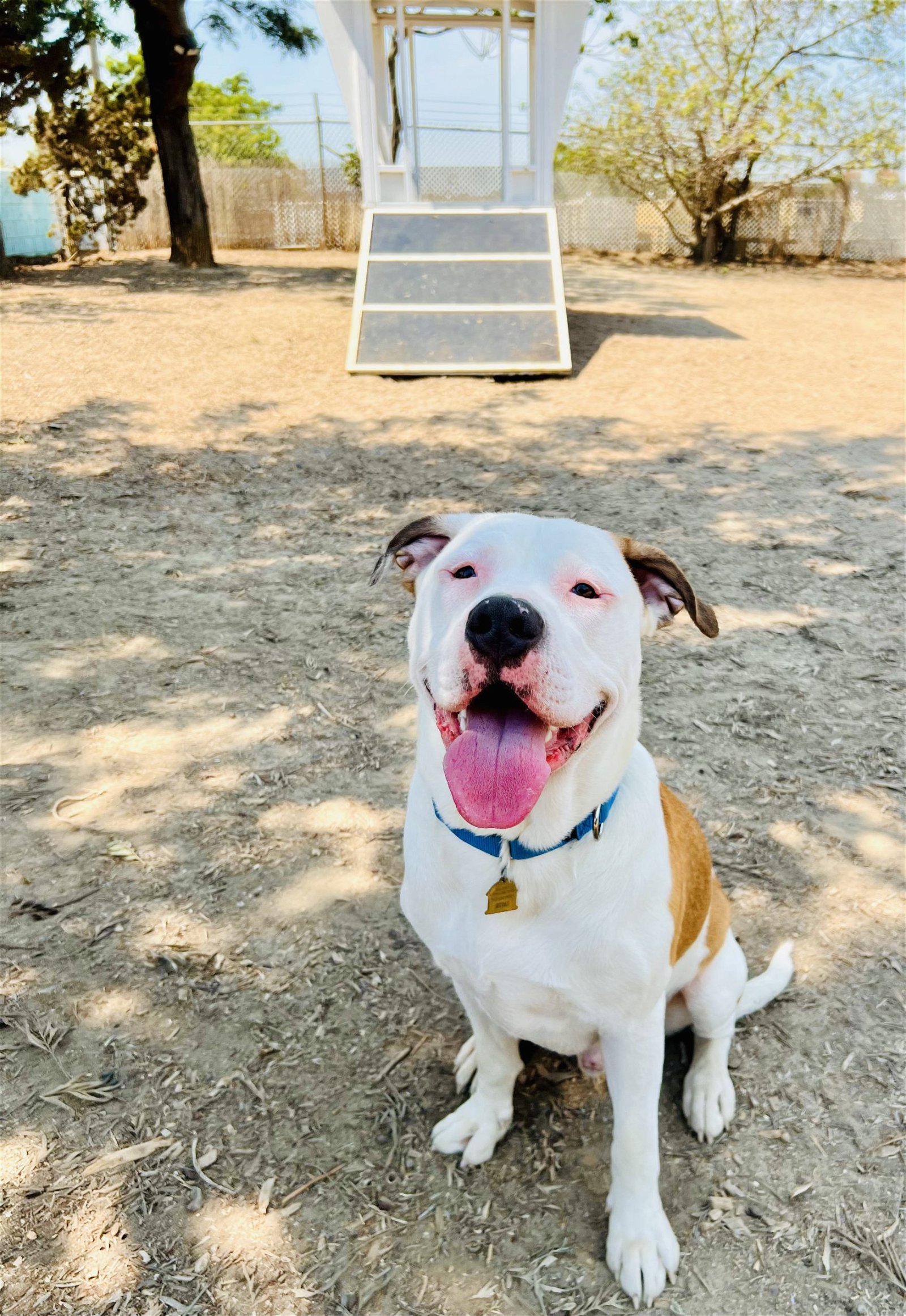 adoptable Dog in Seal Beach, CA named Bronson