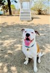 adoptable Dog in seal beach, CA named Bronson
